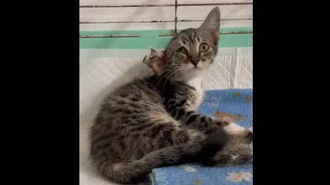 Emiliana, gatita rescatada. Foto: La Tropa de Isra