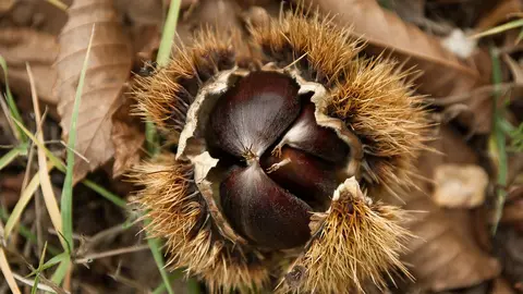 Casta&ntilde;as