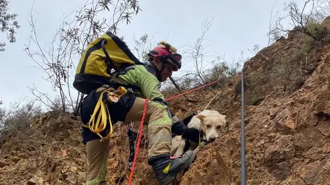 As&iacute; fue rescatado uno de los perros