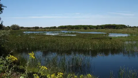 Parque Nacional de Do&ntilde;ana | Nathalie Valanchon. UNESCO