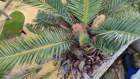Palmeras en Huelva | Ayuntamiento de Huelva