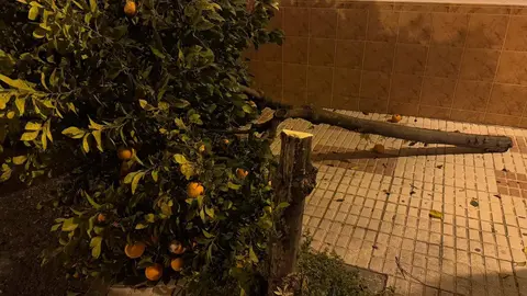 Naranjo cortado con una sierra en Almonte | Polic&iacute;a Local de Almonte