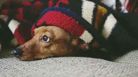 Perro tapado con mantas en un sof&aacute; | Tiendanimal