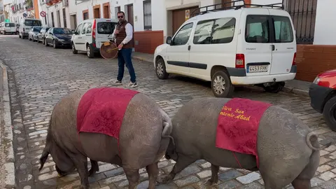 Cochinos de San Antonio Abad en Trigueros | Sergio Garrido
