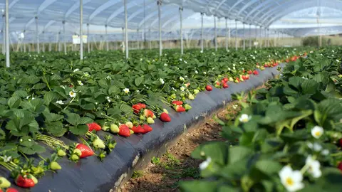Plantaci&oacute;n de la variedad NSG 465-Rossetta