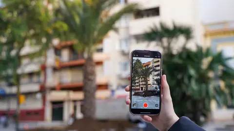 Nueva palmera de la plaza Quintero B&aacute;ez | Ayuntamiento de Huelva