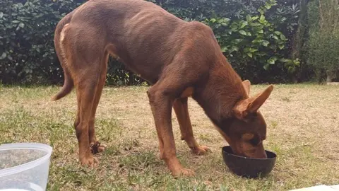 Podenca abandonada llamada Dora
