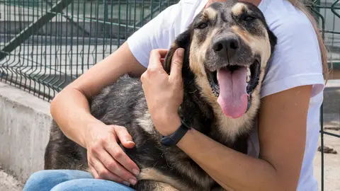 Centro Municipal de Acogida Animales | Ayuntamiento de Huelva