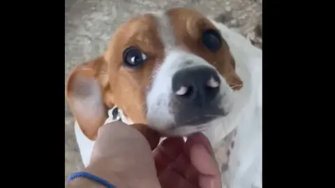 Kovu