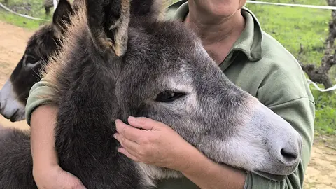 "Benem&eacute;rito", un burro de terapia