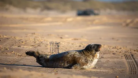 Foca gris en las playas de Do&ntilde;ana | Espacio Natural de Do&ntilde;ana