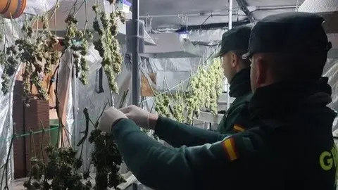 Plantaci&oacute;n de marihuana indoor en Cartaya | GC