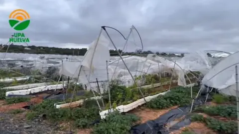 Invernaderos de frutos rojos afectados por un tornado