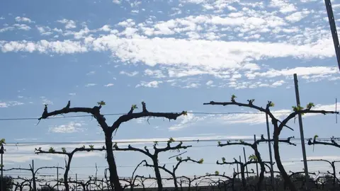 Vi&ntilde;as Condado de Huelva en brotaci&oacute;n