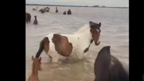 Caballos en la Marisma de Hinojos | Ayto. de Hinojos