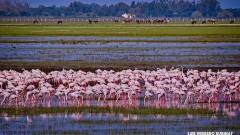 Do&ntilde;ana. Fuente: Luis Herrero Rubinat