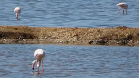 Imagen de paraje natural Marismas del Odiel