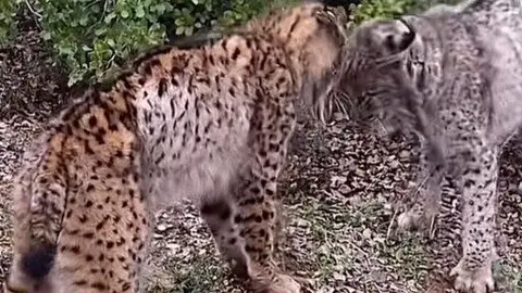 Pelea a cabezazos entre dos linces. Fuente: Tik tok de Marta_vivar1