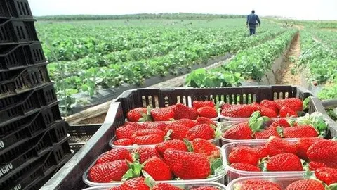 Fresas | EFE