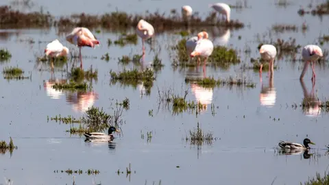 Do&ntilde;ana