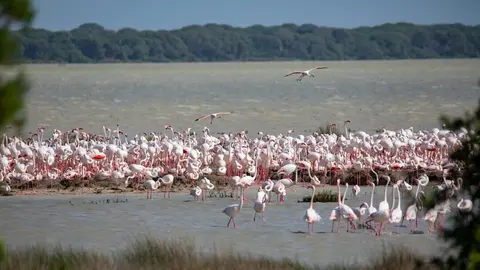 Flamencos. Fuente: Espacio Natural de Do&ntilde;ana