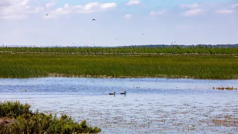Fuente: Espacio Natural de Do&ntilde;ana