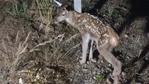 Cervatillo hu&eacute;rfano. Fuente: Ecologistas en Acci&oacute;n Huelva