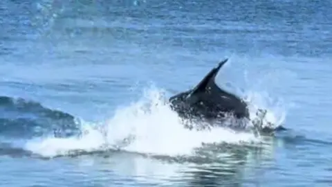 Ataque de delfines a peces en la costa de Mazag&oacute;n. Fuente: Tiktok de Huelva Caster