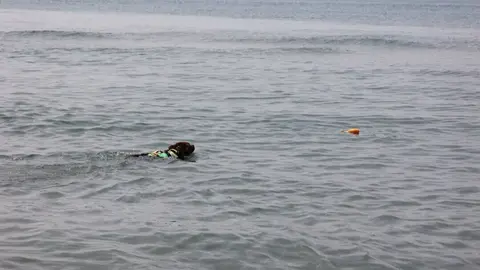 Perro socorrista en M&aacute;laga. Fuente: Grupo Provita