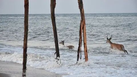 Ciervos d&aacute;ndose un ba&ntilde;o en las playas de Matalasca&ntilde;as. Fuente: Urbanizaci&oacute;n Playa de Matalasca&ntilde;as