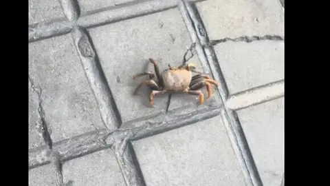 Cangrejo en pleno centro de Huelva. Fuente: Tiktok de enriquitofelipe