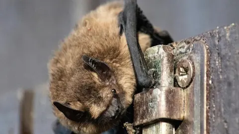 Murci&eacute;lago Pipistrellus. Fuente: Junta de Andaluc&iacute;a