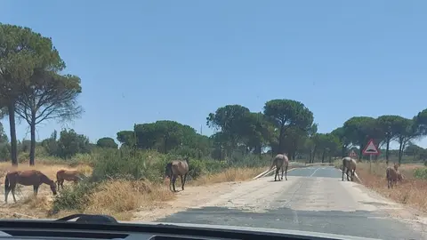 Caballos sueltos en una carretera