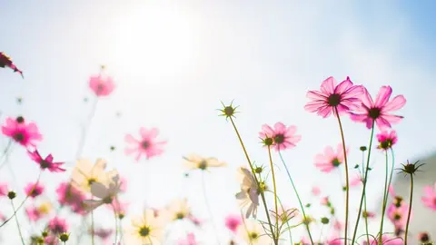  El lenguaje de las flores: lo que los ramos dicen sobre nuestros sentimientos 