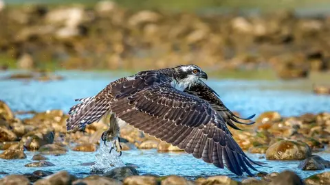 &Aacute;guila Pescadora. Fuente: Junta de Andaluc&iacute;a