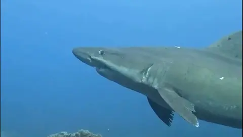 Fuente: Facebook Buceo El Baj&oacute;n