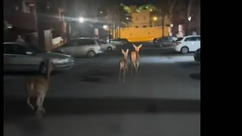Ciervos se dejan ver por Matalasca&ntilde;as. Fuente: Tiktok de luisgv97