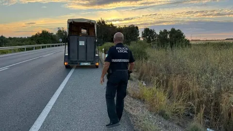 Retiran una borrega suelta en la carretera hacia Rociana. Fuente: Polic&iacute;a Local de Almonte