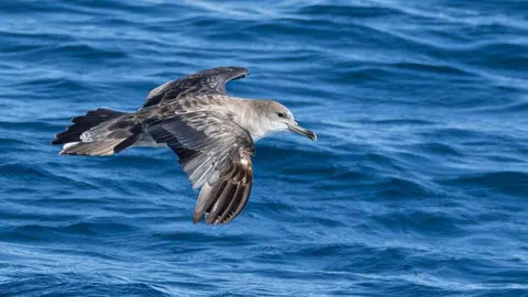 Pardela cenicienta de Cabo Verde. Fuente: Facebook AHUNA