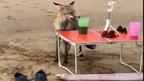El zorro con los objetos de la pareja en la playa de Do&ntilde;ana. Fuente: Tiktok de Eduardo y Sonia