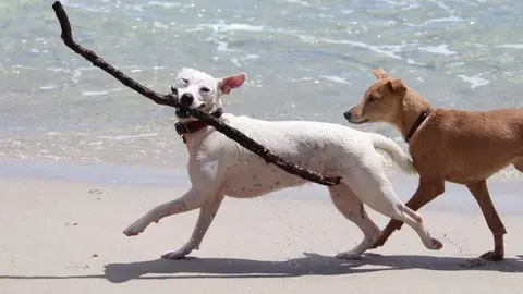 Perros en la playa. Imagen de archivo
