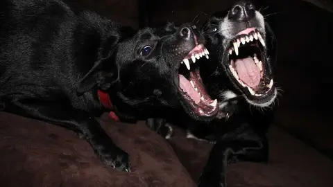 Perros peligrosos. Fuente: Pixabay
