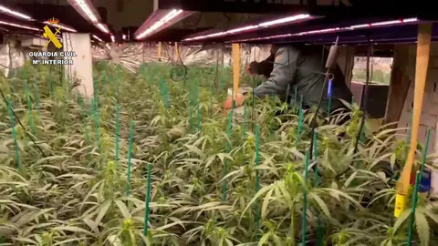 Plantaci&oacute;n de marihuana localizada en Bonares. Fuente: Guardia Civil