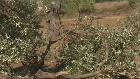 As&iacute; han quedado los olivos de Beas tras el temporal. Fuente: Canal Sur