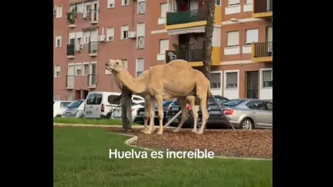 Camellos en pleno Huelva. Fuente: Tiktok de Valentina