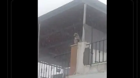 Fuente: Cuenta X Palasaka