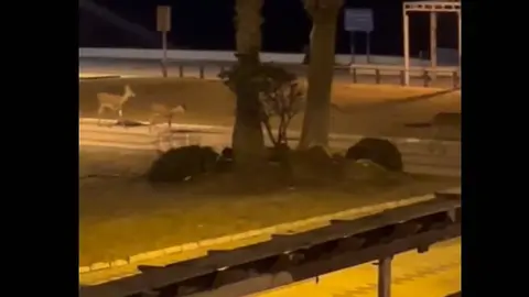 Ciervos por el paseo mar&iacute;timo de Matalasca&ntilde;as. Fuente: Tiktok de unlugarllamadodescanso