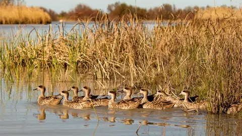 Cerceta Pardilla en Do&ntilde;ana. Fuente: Facebook Espacio Natural de Do&ntilde;ana