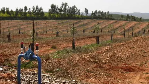 Imagen de olivar en Campo Bald&iacute;o