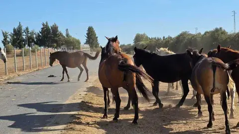 Manada de caballos sueltos por la provincia de Huelva. Fuente: Asociaci&oacute;n El Burrito Feliz